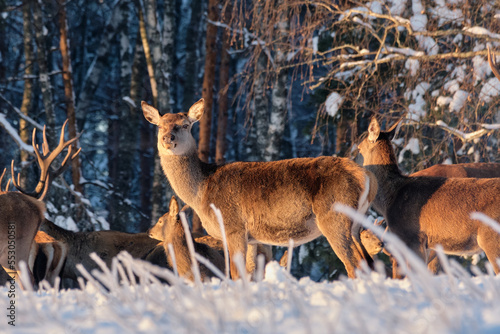 A group of deer in a winter forest in the rays of sunset. Portrait of deer in the wild. Close-up