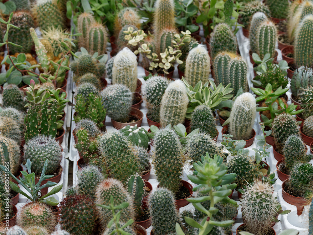 detail of a succulent plant detail of a succulent plant