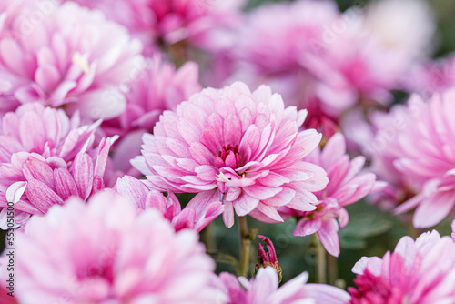 beautiful chrysanthemum flower bushes pink colors