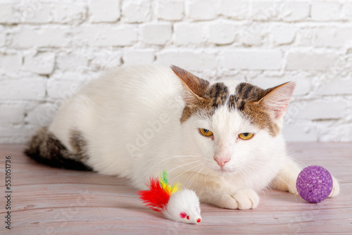 beautiful white cat lies with toys close-up photo