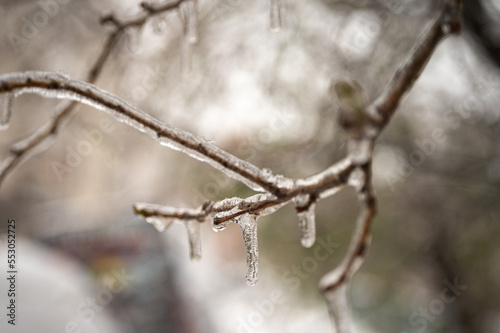 Tree branches covered with frost, frozen with ice close-up. The first frost, the coming winter concept.