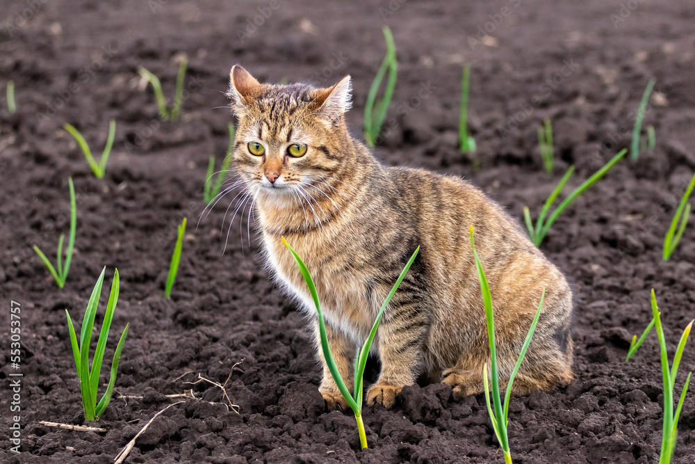 Obraz premium A brown tabby cat sits on a bed among green sprouts in spring