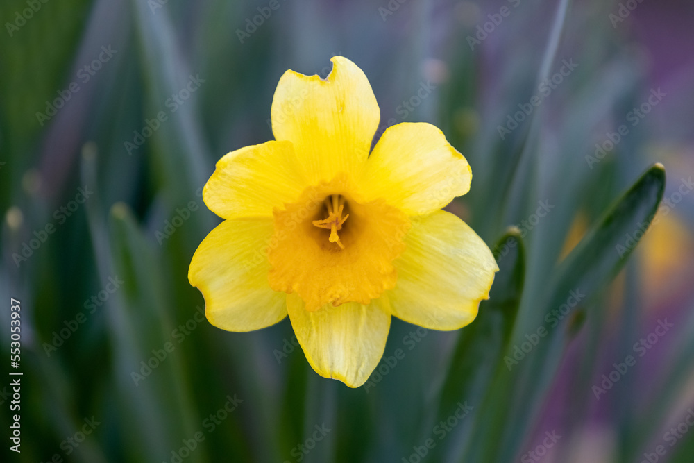 Yellow daffodils on a flower bed in spring in sunny weather Yellow daffodils on a flower bed in spring in sunny weather