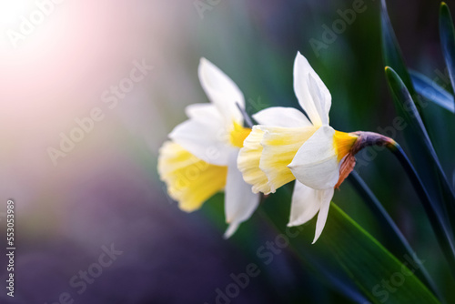 Fototapeta Naklejka Na Ścianę i Meble -  White daffodils in the garden on a dark background in a sunbeam