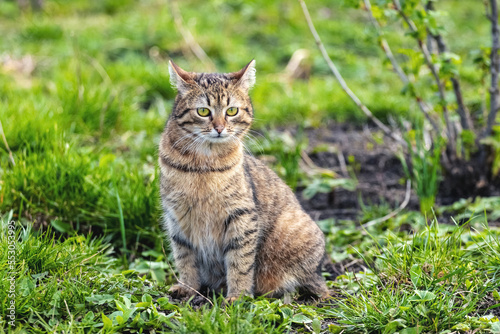 A young brown tabby cat sits in the garden on the grass near a currant bush. © Volodymyr