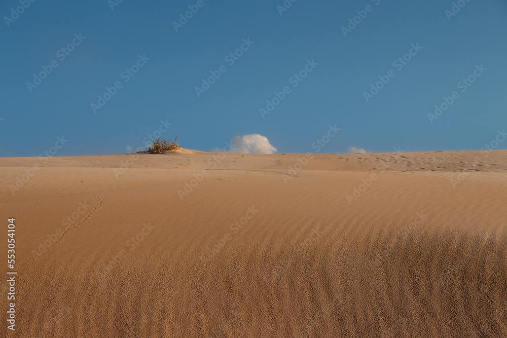 Vega Baja del Segura - Guardamar - Las dunas y pinada de Guardamar, un paisaje de desierto junto al mar Mediterráneo.