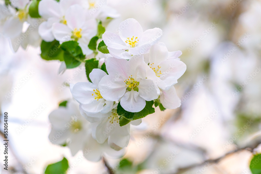 Apple blossoms on a tree in bright colors