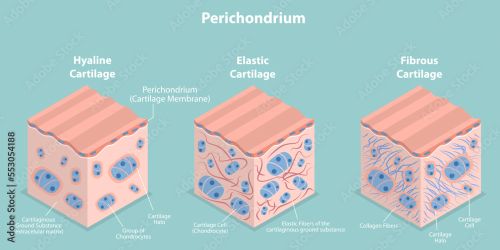 3D Isometric Flat Vector Conceptual Illustration of Perichondrium, Types of Cartilage - obrazy, fototapety, plakaty 