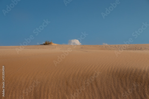 Vega Baja del Segura - Guardamar - Las dunas y pinada de Guardamar  un paisaje de desierto junto al mar Mediterr  neo.