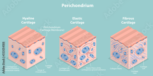3D Isometric Flat Vector Conceptual Illustration of Perichondrium, Types of Cartilage