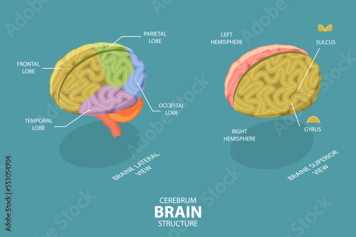 3D Isometric Flat Vector Conceptual Illustration of Cerebrum Brain Structure, Neurological Education Diagram