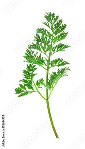 Green carrot leaves isolated on white background.