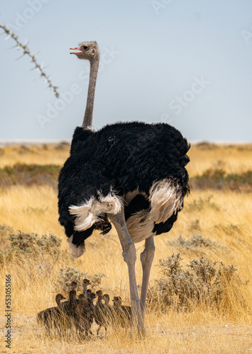 ostrich mom with cute little chicks