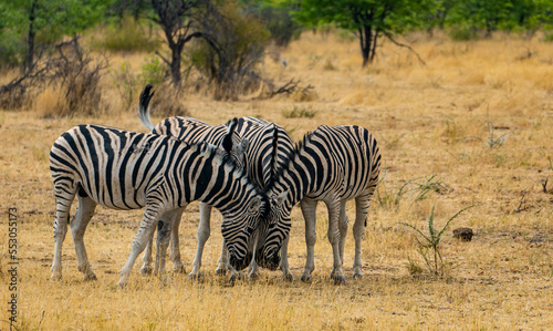 zebra herd in the wild in Etosha national park in Namibia