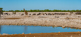 herd of wildebeest and zebras in the wild in Etosha national park in Namibia
