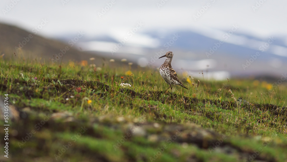 Great knot (Calidris tenuirostris). Wild bird in its natural habitat in the Arctic tundra. July in the Far North. Wildlife of Chukotka and Siberia. Russia. Shallow depth of field. Blurred background. Great knot (Calidris tenuirostris). Wild bird in its natural habitat in the Arctic tundra. July in the Far North. Wildlife of Chukotka and Siberia. Russia. Shallow depth of field. Blurred background.