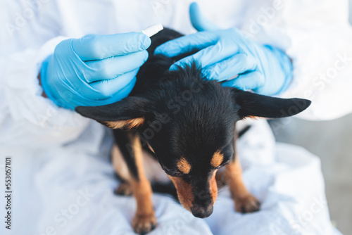Veterinarian specialist holding small black dog and applying drops at the withers, medicine from parasites, ticks, worms and fleas, young dog vet treatment, dog treated with parasite remedy photo