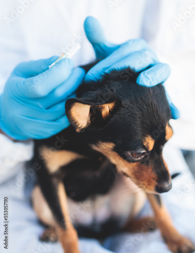 Veterinarian specialist holding small black dog and applying drops at the withers, medicine from parasites, ticks, worms and fleas, young dog vet treatment, dog treated with parasite remedy photo