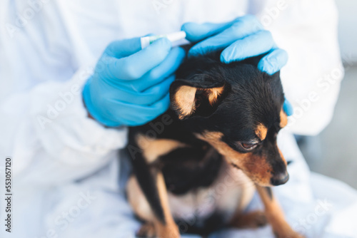 Veterinarian specialist holding small black dog and applying drops at the withers, medicine from parasites, ticks, worms and fleas, young dog vet treatment, dog treated with parasite remedy