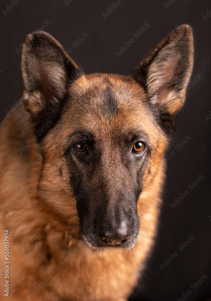 Dog german shepherd portrait deutscher Schäferhund, dark background, pets concept.