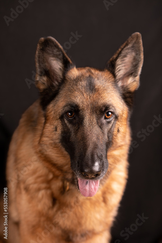 Dog german shepherd portrait deutscher Schäferhund, dark background, pets concept. © HelgaQ