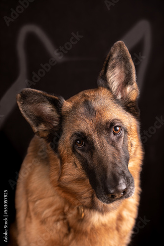 Dog german shepherd portrait deutscher Schäferhund, dark background, pets concept.