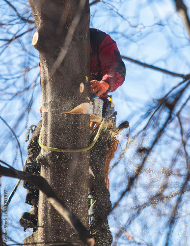 Arborist tree surgeon cutting tree branches with chainsaw, lumberjack woodcutter in uniform climbing and working on heights, process of tree pruning and sawing on top photo