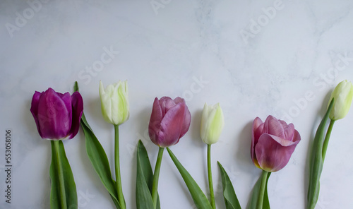Beautiful tulips on a light background frame