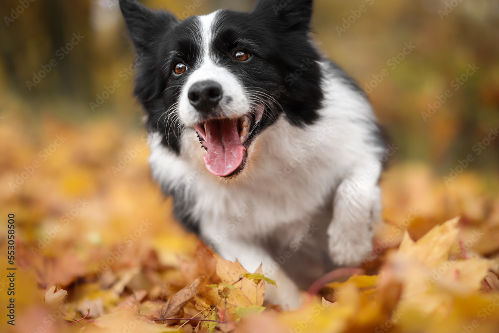 Joyful Border Collie in Autumn Orange Leaves. Funny Black and White Dog Runs from Foliage in Nature during Fall Season. Joyful Border Collie in Autumn Orange Leaves. Funny Black and White Dog Runs from Foliage in Nature during Fall Season.