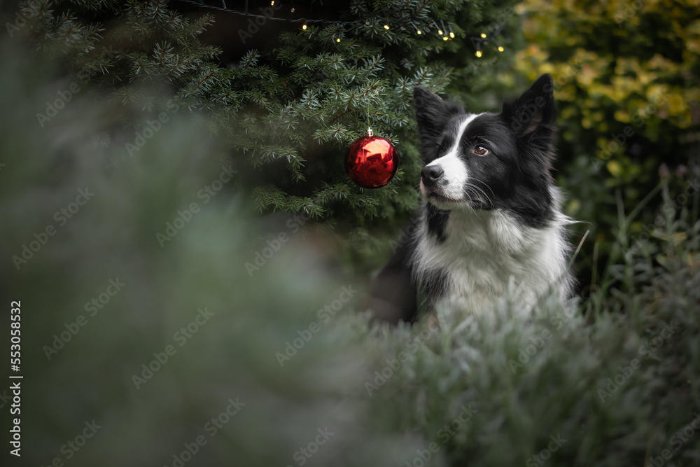 Adorable Border Collie Looking to Left with Red Christmas Bauble on Tree. Cute Black and White Dog Outside.