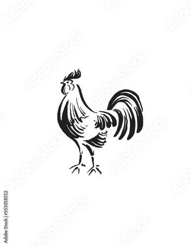 rooster isolated on white