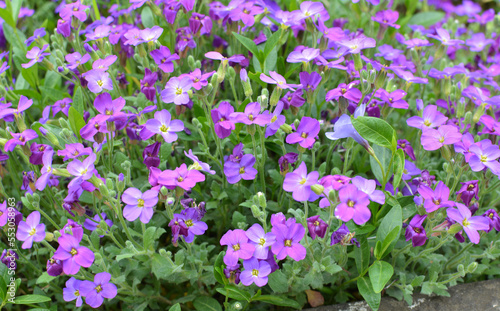 Aubrieta blooms in a flower bed in the garden photo