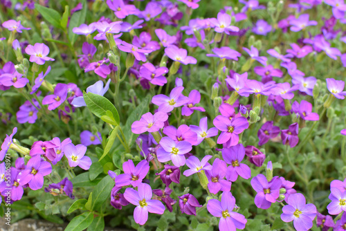 Aubrieta blooms in a flower bed in the garden