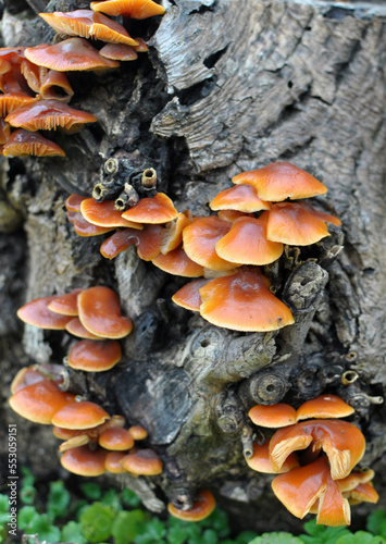 Flammulina velutipes winter mushrooms grow in nature