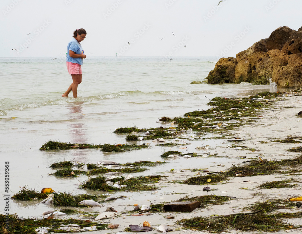 Φωτογραφία Woman  walking in shallow surf looking at piles of dead fish washed up from the Gulf of Mexico after a red tide at St