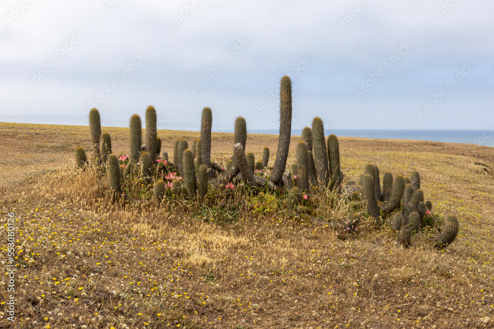 Cactuses at the coast of Pichilemu, Chile
