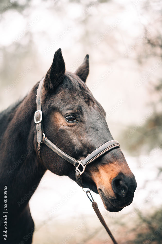 Obraz premium a horse on a walk in a winter foggy forest