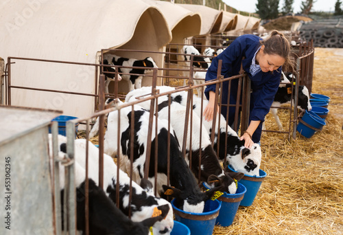Caring female farmer in uniform giving milk to calves in plastic calf hutch on farm in countryside in autumn photo