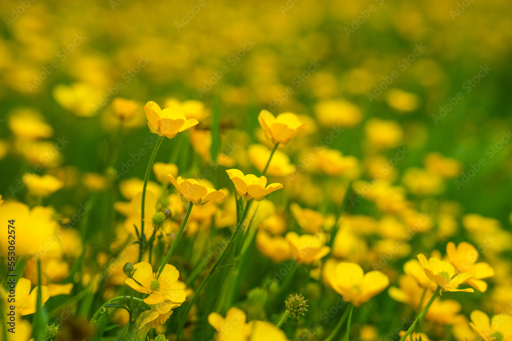 Close up detail of field of yellow wildflowers