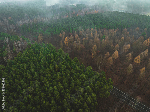 Aerial view of a road through a dark, misty forest, recorded from a drone. The concept of a gloomy mist-covered forest, grayish autumn forest seen from the air, drone.