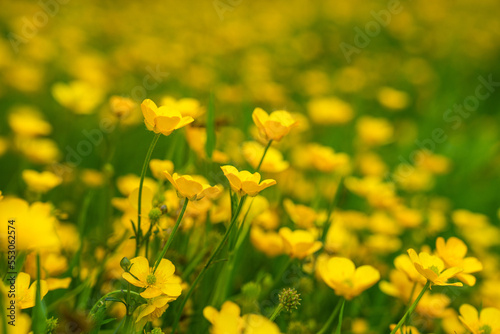 Close up detail of field of yellow wildflowers