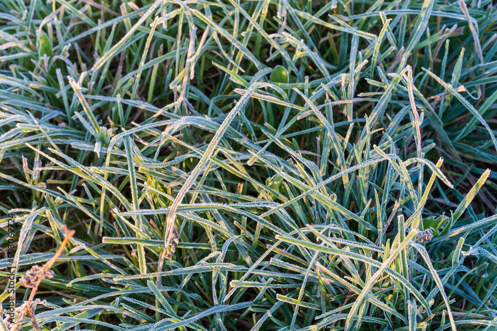 High grass leaves covered with hoarfrost in sunny autumn morning High grass leaves covered with hoarfrost in sunny autumn morning