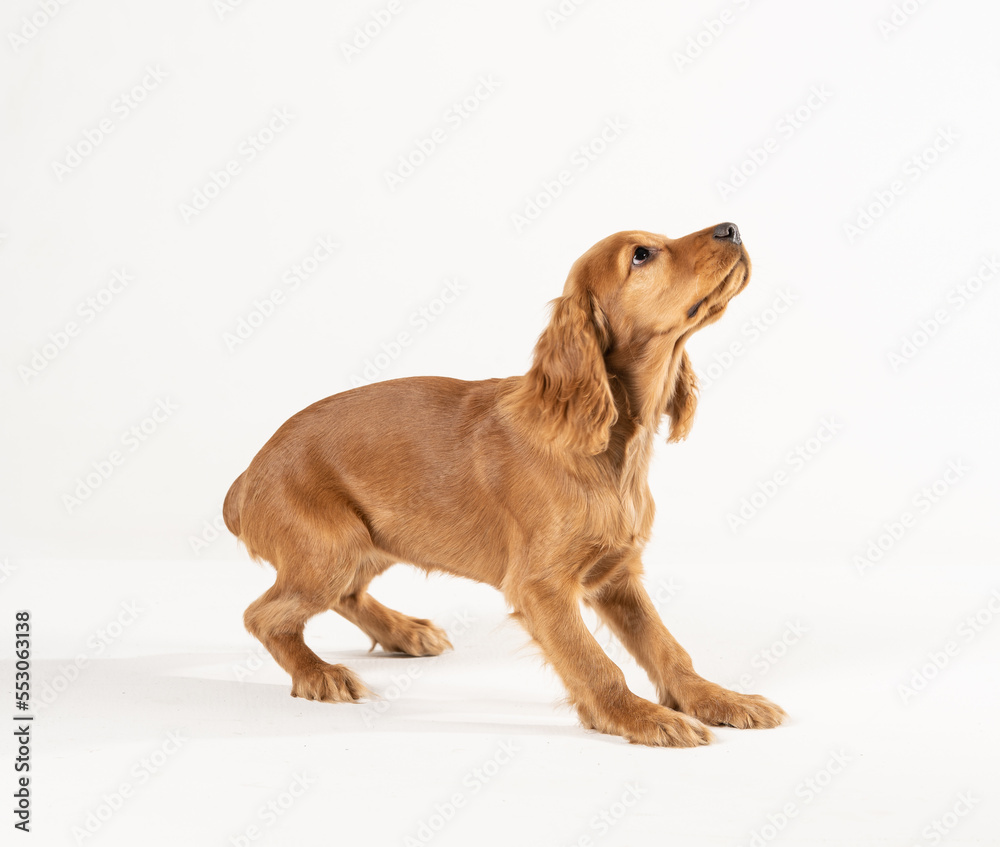 a young spaniel is playing. on a white background.