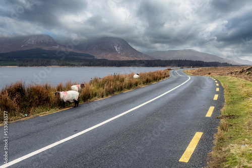 Wool sheep by a small country road by a lake. Stunning nature with mountains and cloudy sky in the background. Transportation and travel concept. Connemara, Ireland.