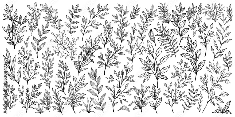 Set of branch and leaves collection. Floral hand drawn vintage set. Sketch line art illustration. Element design for greeting cards and invitations of the wedding, birthday,