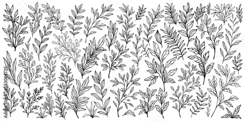 Set of branch and leaves collection. Floral hand drawn vintage set. Sketch line art illustration. Element design for greeting cards and invitations of the wedding, birthday,