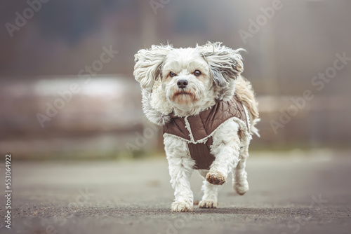 Fototapeta Naklejka Na Ścianę i Meble -  Portrait of a cute white havanese dog wearing a winter coat at a bad weather day during a walkie outdoors