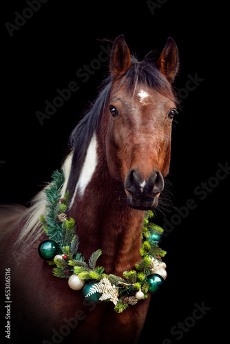 Head portrait of a bay brown pinto arabian crossbreed horse wearing a festive christmas wreath isolated on black background © Annabell Gsödl