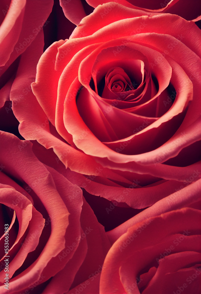 bouquet of red roses bouquet of red roses