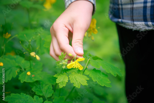 Hand picking a flower for an herbalist Chelidonium majus, nipplewort, swallowwort or tetterwort yellow flowers photo